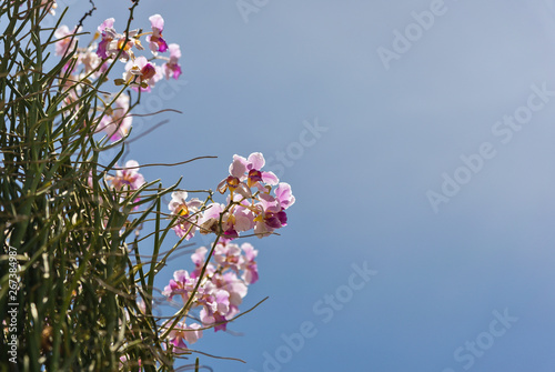 Pink Dendrobium orchids on blue sky background..