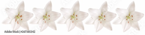 Fleurs blanches de lys