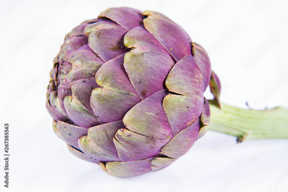Fototapeta premium A single artichoke flower on a white background