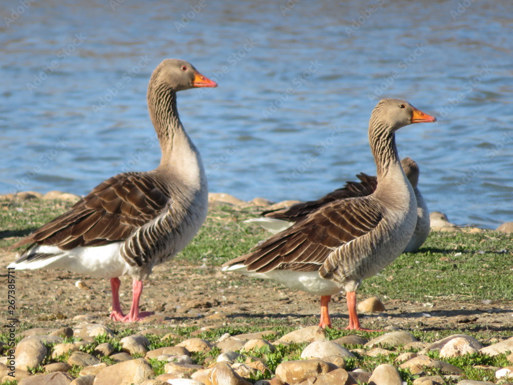 Freedom precious ducks in living life to its wide Freedom precious ducks in living life to its wide