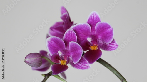 Beautiful orchid abode of intense color and a lot of beauty