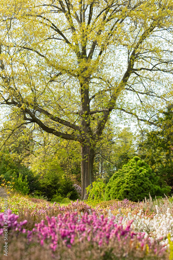 Naklejka premium Opava, Novy Dvur, Czech Republic - 24 April 2019 - Botanical garden in spring, blooming flowers, nice walkway and huge trees