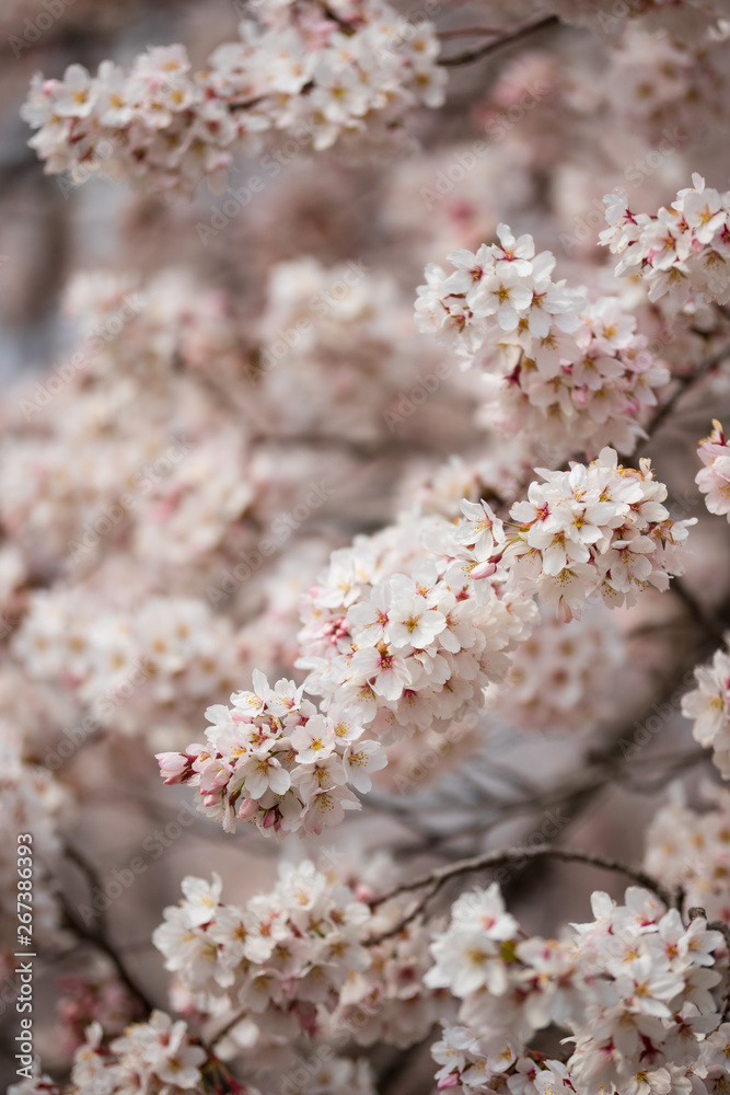 Fototapeta premium 桜