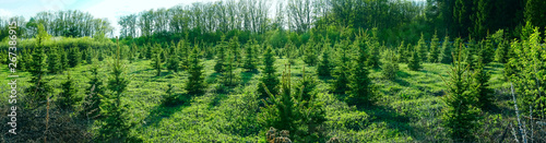 panoramic view of the young spruce forest