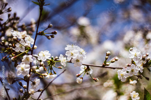 White branch of a flowering Apple tree against the blue sky. Delicate Apple blossoms. Flowering garden trees
