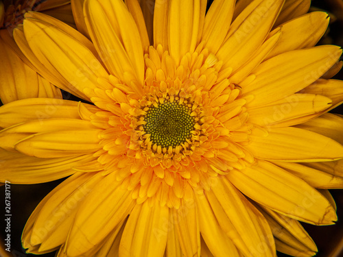 Macro de una Margarita amarilla