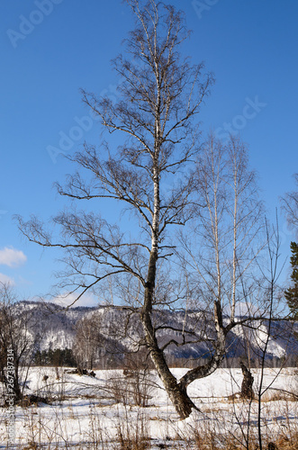 tree in winter