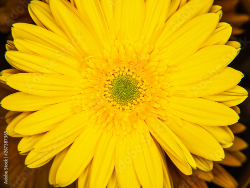 Macro de una Margarita amarilla