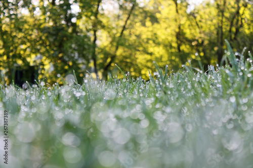 Fototapeta Naklejka Na Ścianę i Meble -  Green grass close-up with drops of morning dew