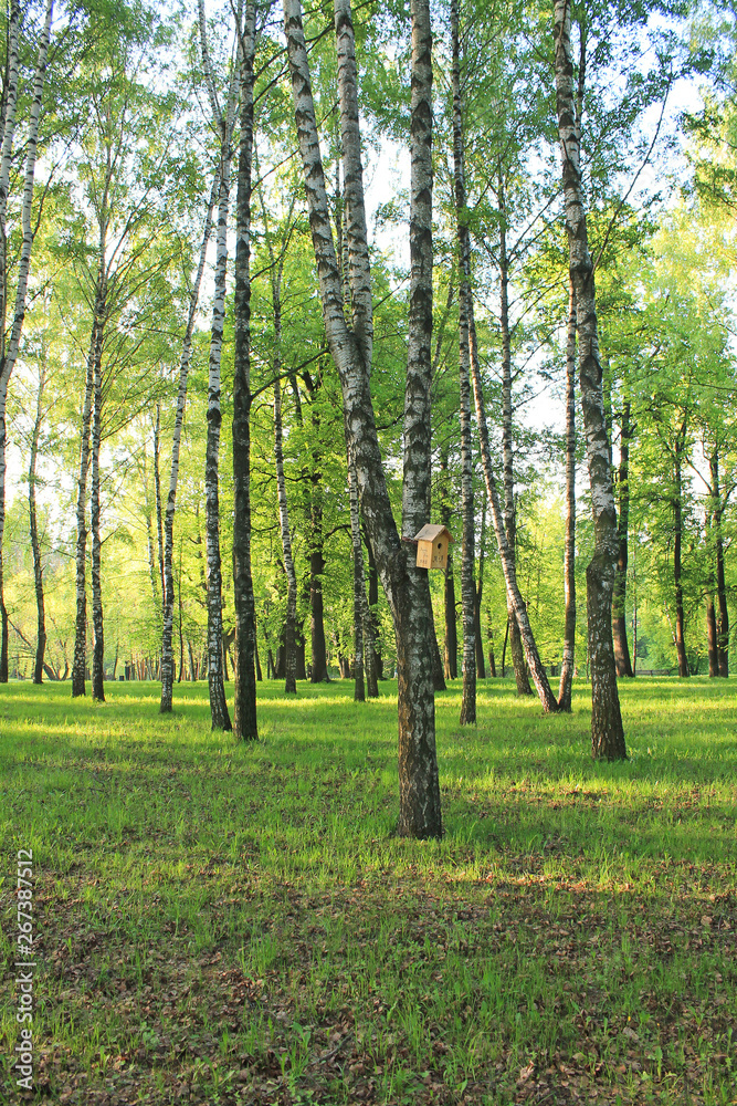 Fototapeta premium Birch grove in the early spring morning in the sun