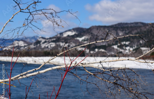 tree in winter
