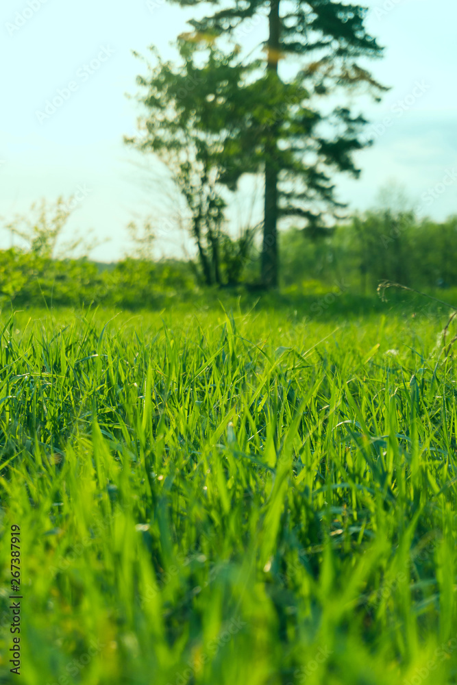 Fototapeta premium landscape sunset sky and green grass and trees