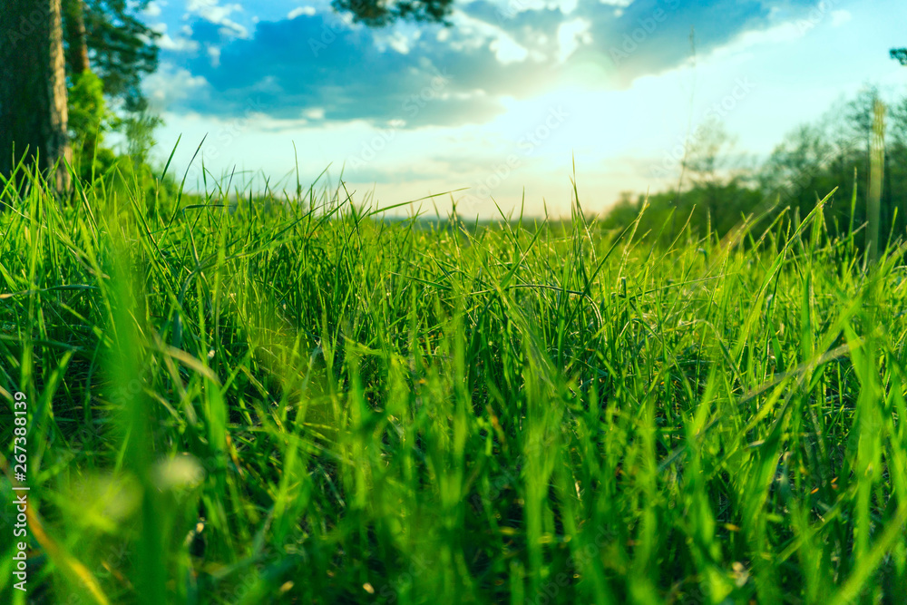 Fototapeta premium landscape sunset sky and green grass and trees