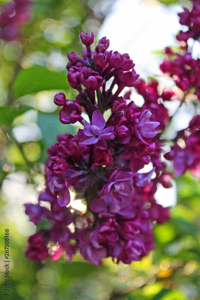 Bright crimson branch of lilac close-up