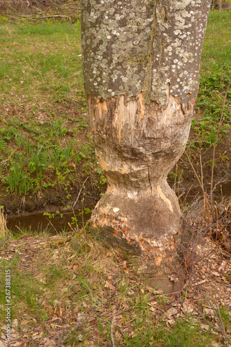 badly damaged tree due to beaver eating, damaged and gnawed tree caused by beaver also called castoridae in bavaria