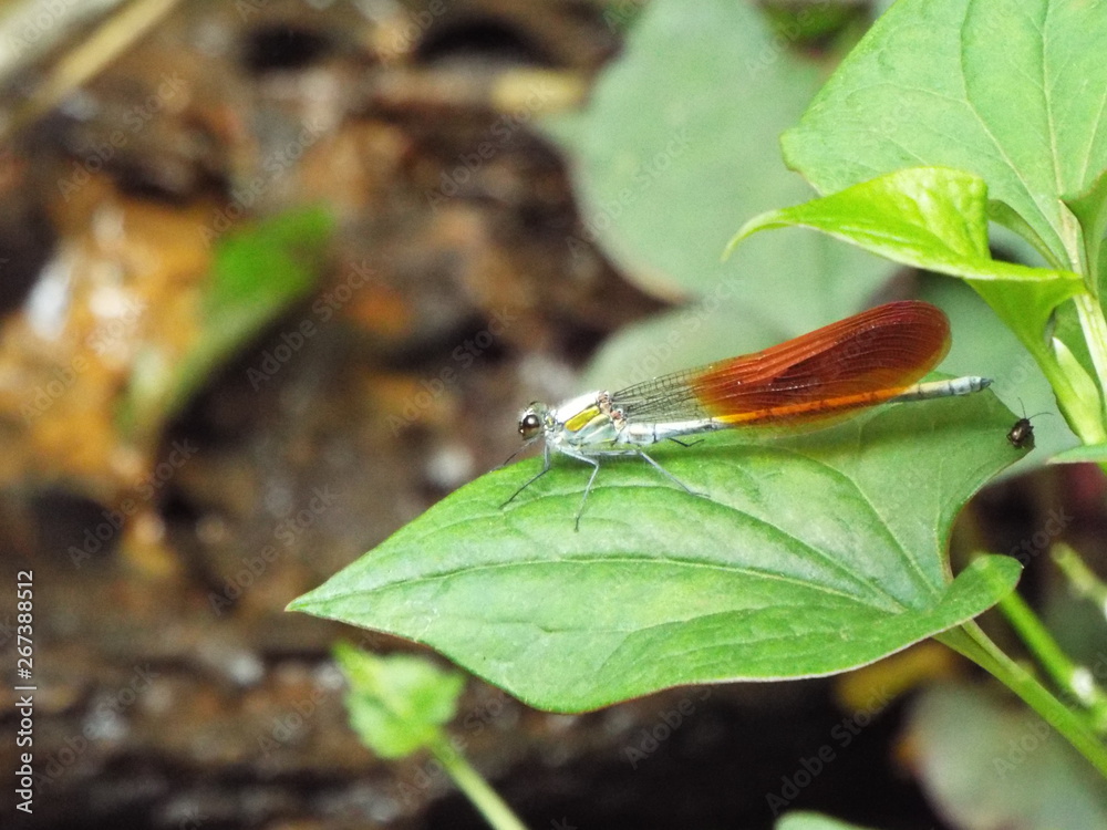 Obraz premium カワトンボ damselfly