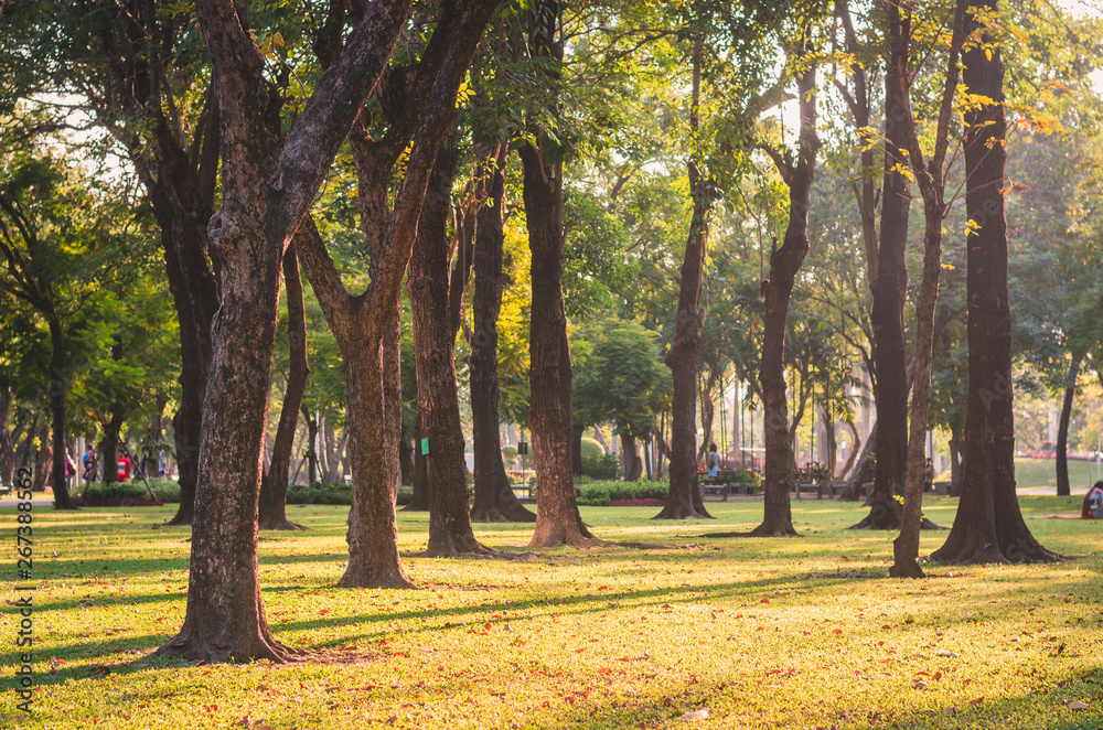 Naklejka premium trees in the park fresh green nature background warm tone at out door in city for relax area good breath healthy. green environment garden ozone oxygen save world.