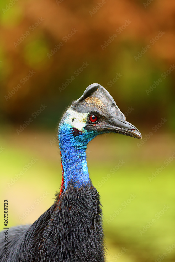 The dwarf cassowary (Casuarius bennetti), also known as Bennett's ...