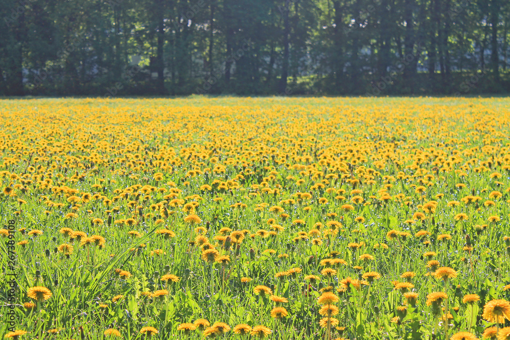 Large field of yellow dandelions in early spring morning Large field of yellow dandelions in early spring morning