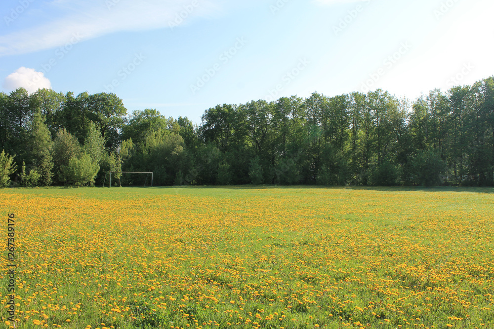 Large field of yellow dandelions in early spring morning