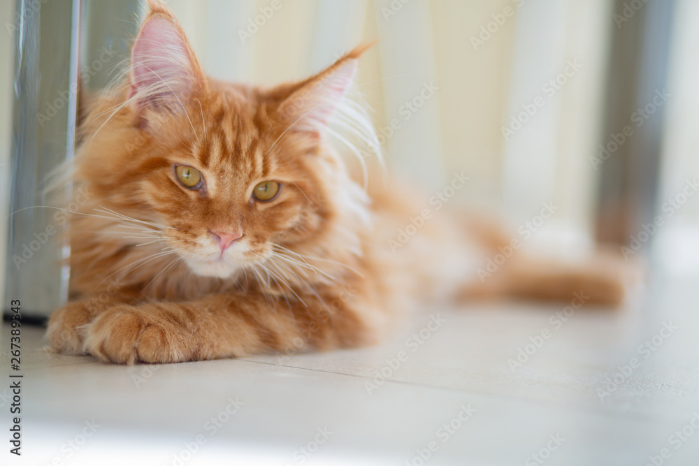 Fluffy red Maine Coon kitten playing lying on the floor. Empty space