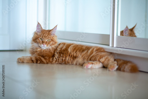Indoor portrait of fluffy red tabby Maine Coon cat lying near the mirror. Empty space