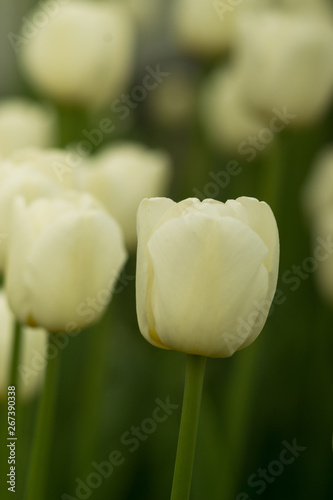 Beautiful white tulips flowerbed closeup. Flower background. Summer garden landscape design.