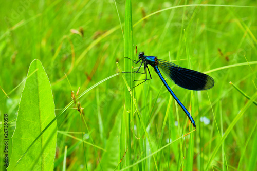 Macro world blue dragonfly sitting on a stalk of green grass