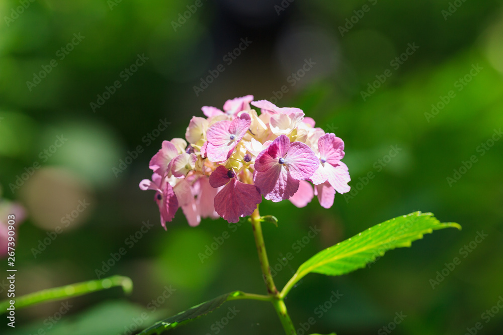 Fototapeta premium 紫陽花