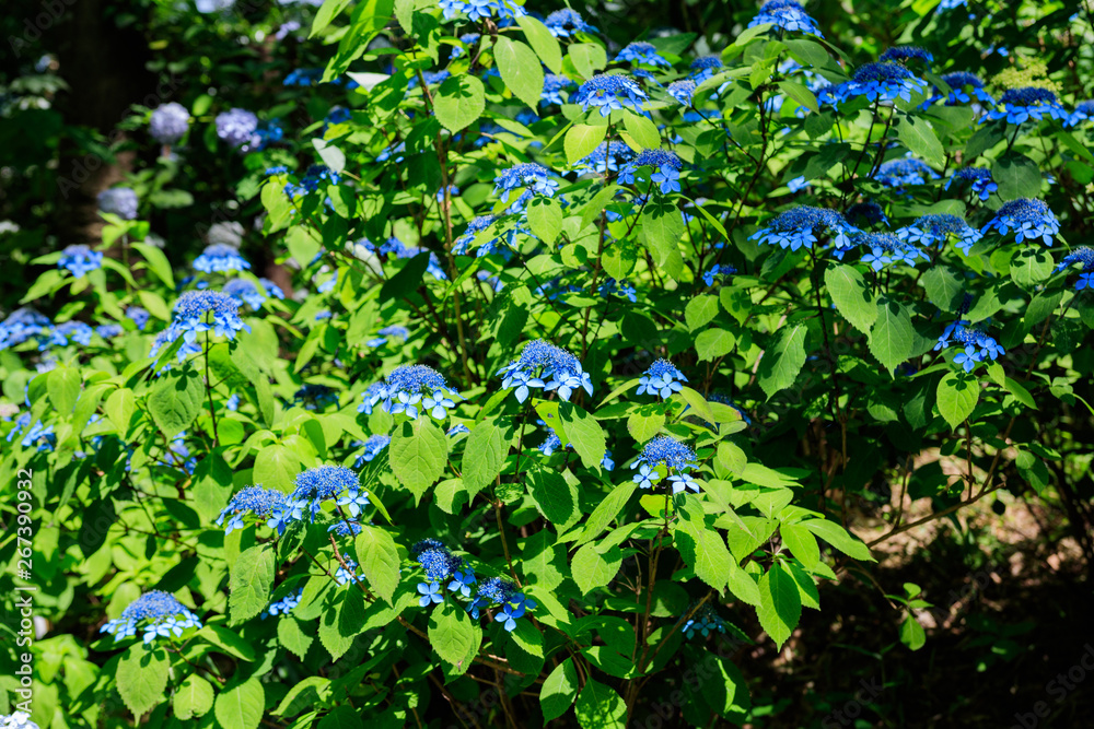 紫陽花 紫陽花