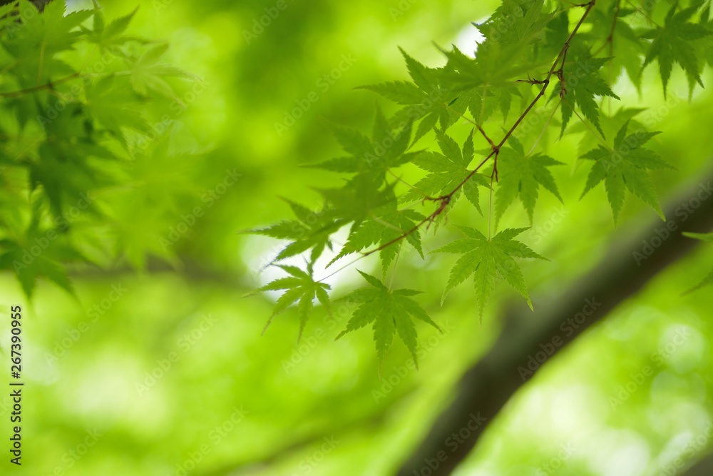 Macro texture of fresh green Japanese Maple leaves with blurred background