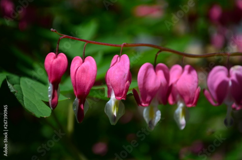 branch with beautiful pink flowers Dicentra spectabilis