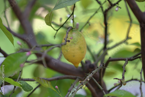 Juicy fruit of wild lemon on a tree in a city park