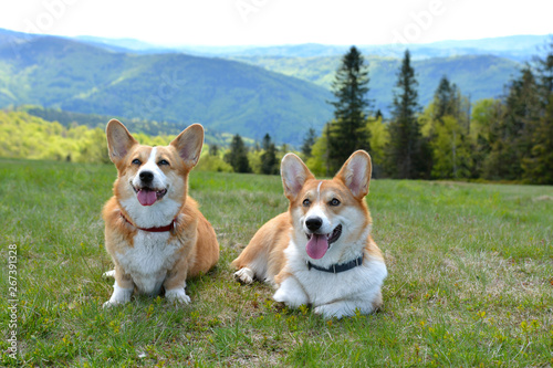 Fototapeta Naklejka Na Ścianę i Meble -  welsh corgi