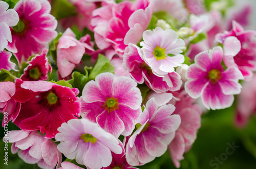 Primula obconica bright pink flowers