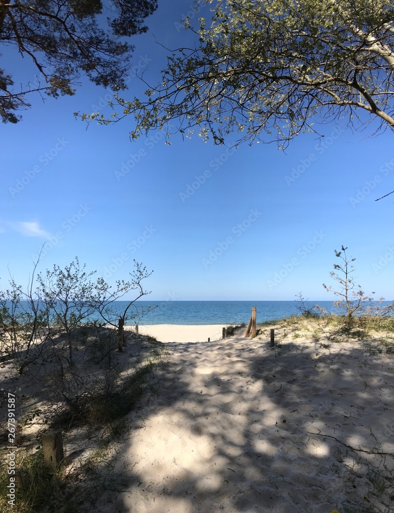 tree on the beach - coastline of the island rügen tree on the beach - coastline of the island rügen