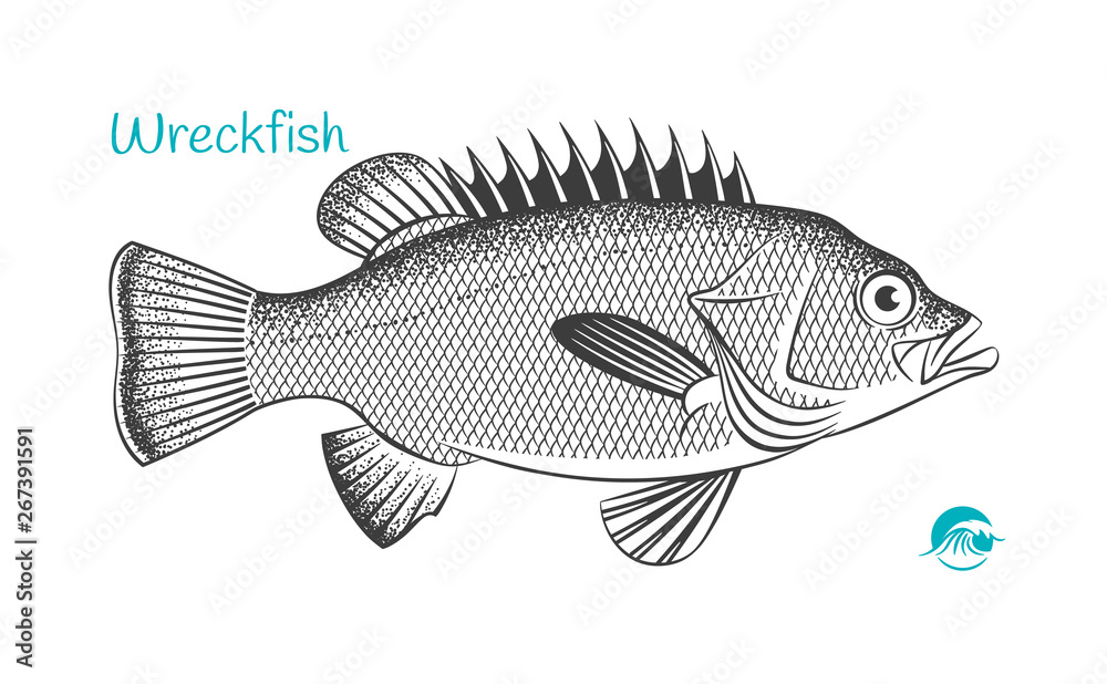 Fototapeta premium Wreckfish hand-drawn illustration