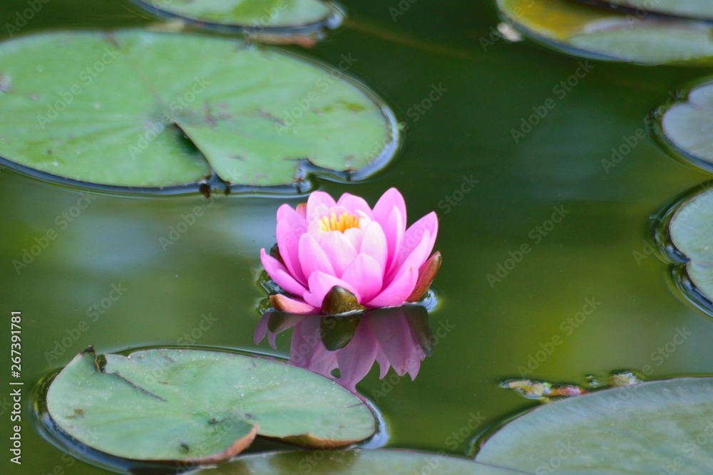 Macro details of Japanese Pink Lotus flower in pond Macro details of Japanese Pink Lotus flower in pond