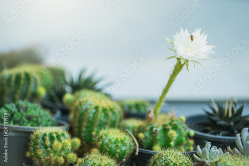 Cactus plant with white flowers and bee. The white Cactus Flowers Blooming in The Pot.