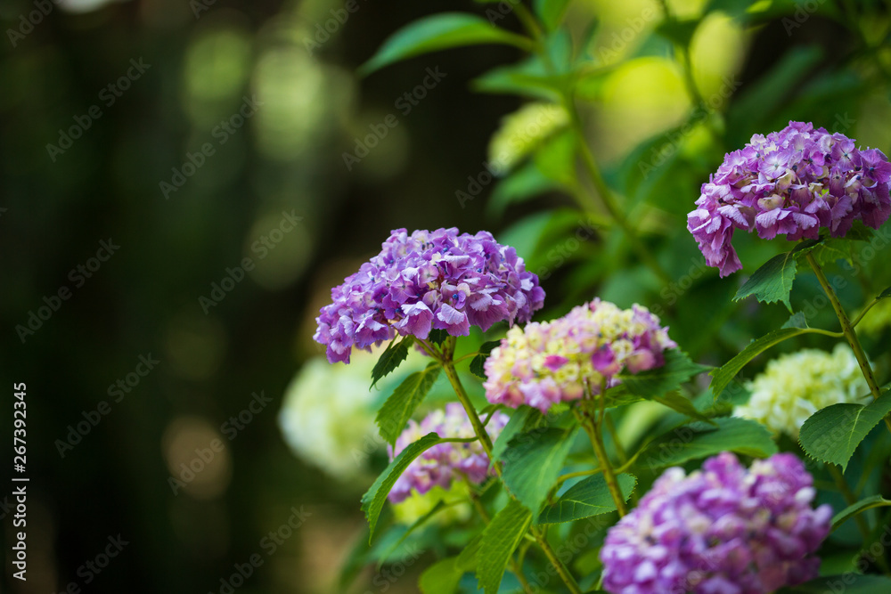 紫陽花 紫陽花