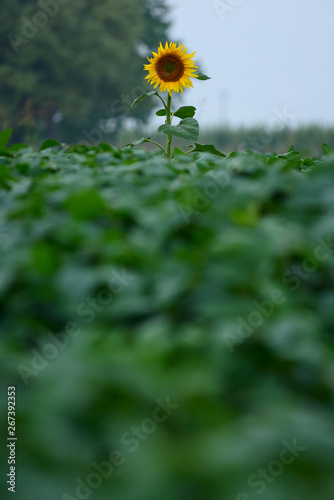 sunflower mature in a cultivated field