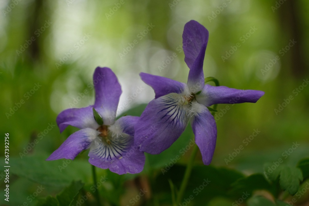 Fiołek wonny Viola odorata - fioletowy leśny kwiatek - obrazy, fototapety, plakaty 