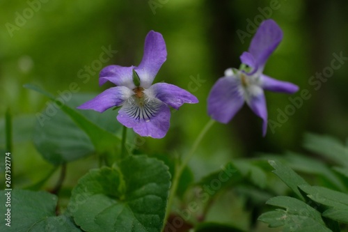 Fio  ek wonny Viola odorata - fioletowy le  ny kwiatek
