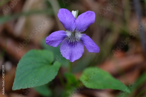 Fio  ek wonny Viola odorata - fioletowy le  ny kwiatek