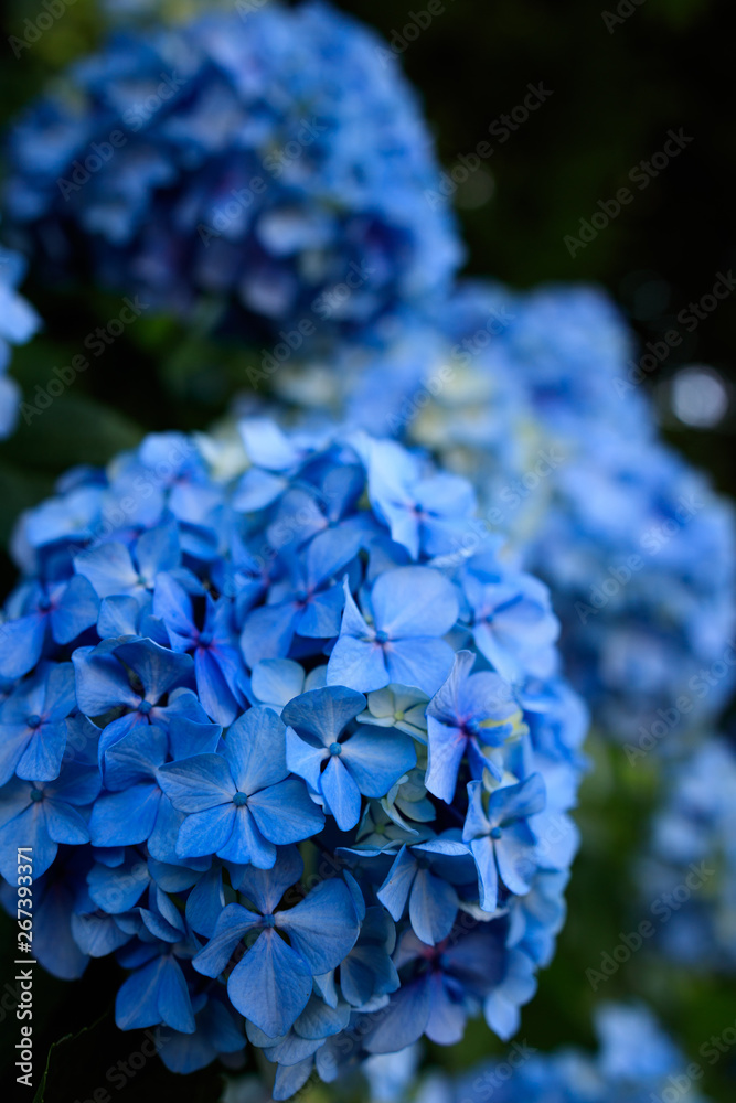 紫陽花 紫陽花