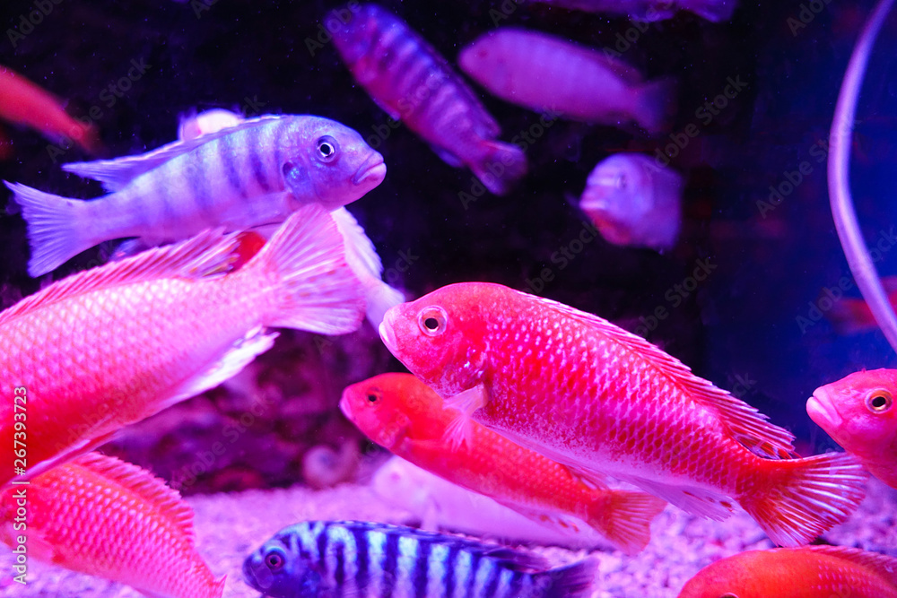 aquarium colourfull fishes in dark water aquarium colourfull fishes in dark water