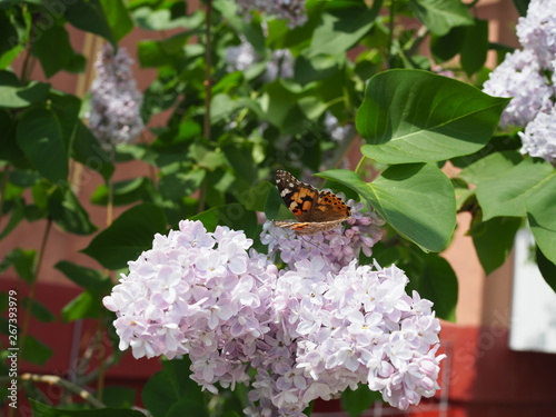 Butterfly Vanessa cardui on lilac flowers. Pollination blooming lilacs. Vanessa cardui photo