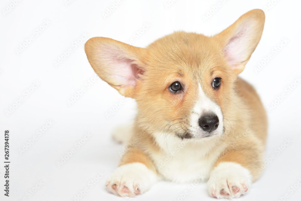 corgi szczeniak corgi szczeniak