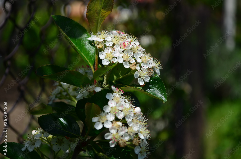 beautiful small white flowers of black chokeberry on a branch beautiful small white flowers of black chokeberry on a branch