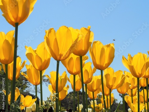 Fototapeta Naklejka Na Ścianę i Meble -  ローアングルで撮影した黄色いチューリップの花と青空